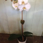 Orchid Express &amp; Leasing - Houston, TX, United States. White phal in ...