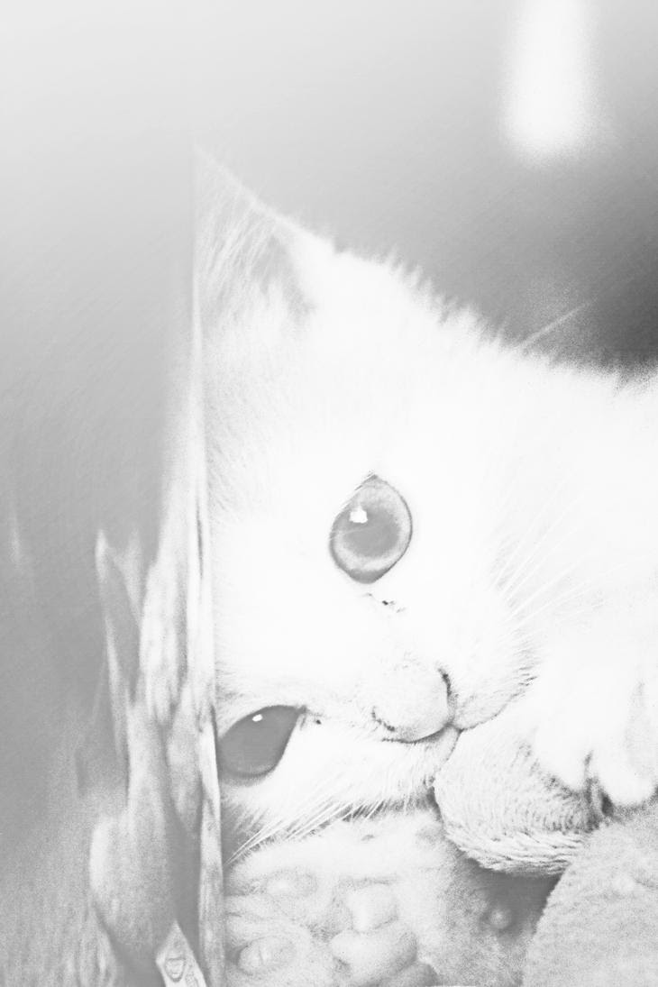 http://th03.deviantart.net/fs71/PRE/i/2012/265/7/8/cat_bw_by_lexandra13-d5fjm3y.jpg