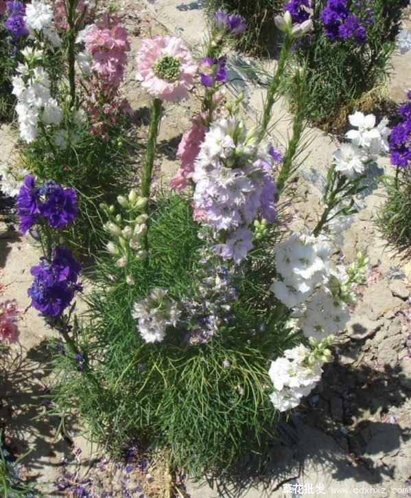 大花飞燕草属于宿根花卉吗 四川成都伊甸园花卉