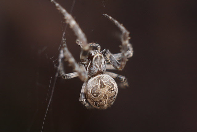 spider, tanner springs
