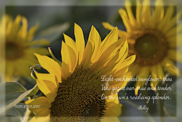 Light-Enchanted