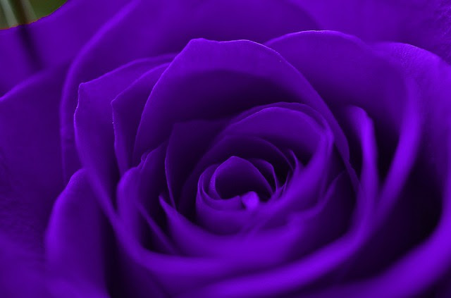 薔薇 バラ の花言葉 色別 ピンク 赤 白 黄 緑 紫 一覧 金魚のおもちゃ箱