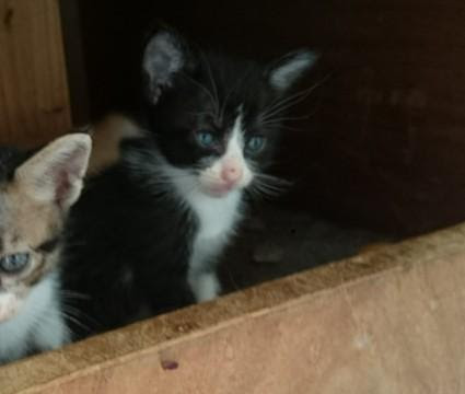長崎県 子猫の里親募集 猫の里親募集 ネコジルシ