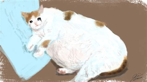 crying cat meme wallpapers wallpaper cave