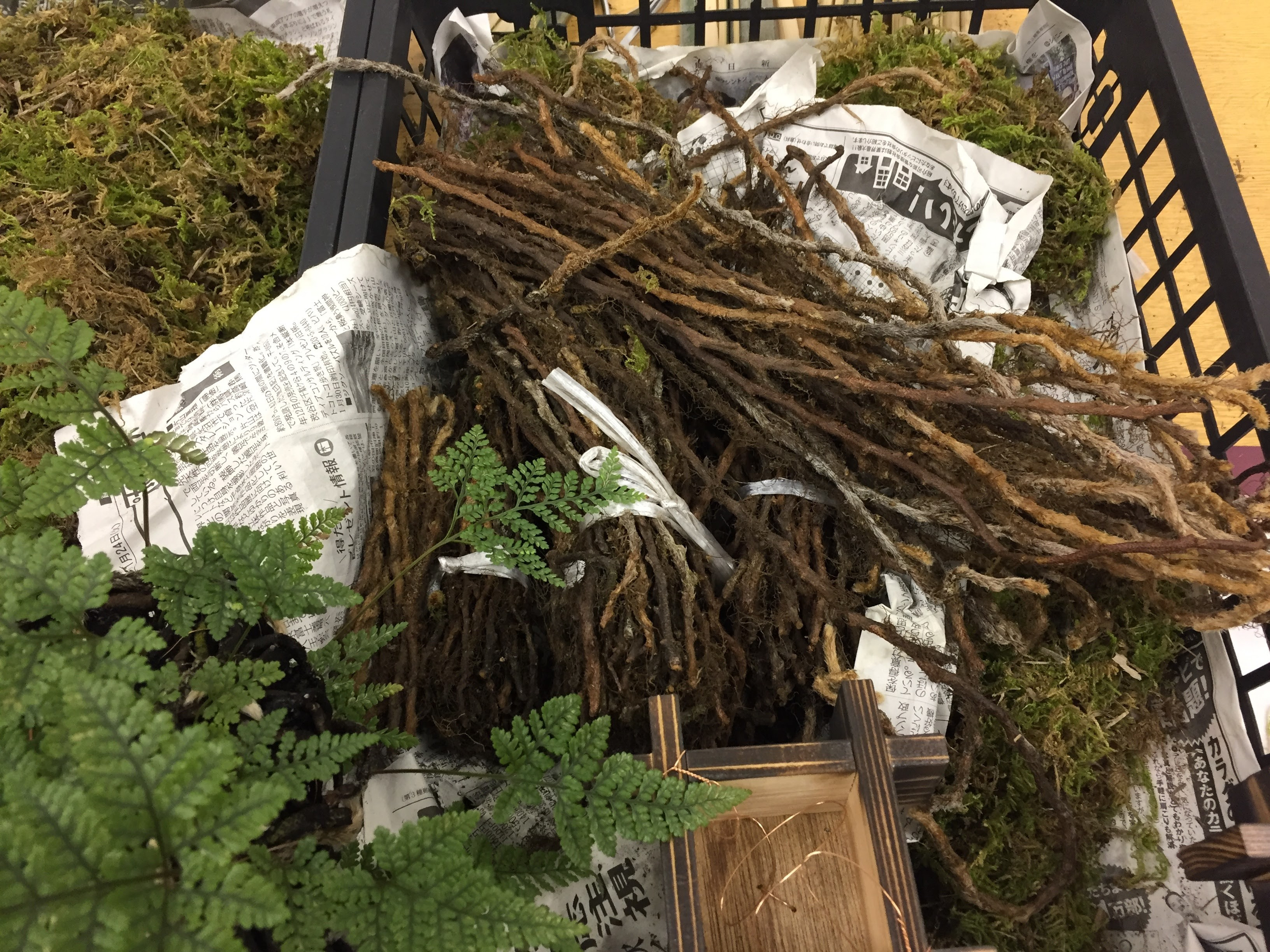 伝統工芸 つりしのぶ 植栽管理 みどり屋