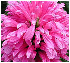 Alphabetical List Flowers | World