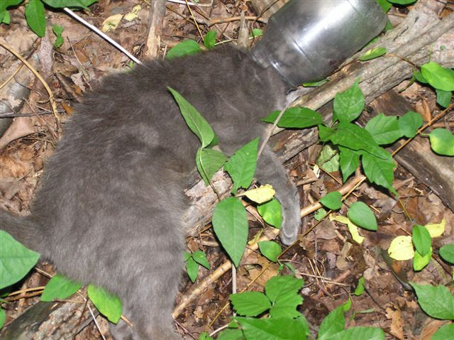 Gato preso em um frasco