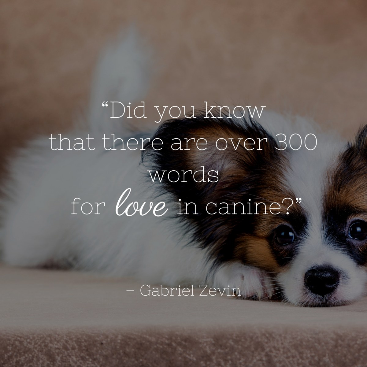 dog quote zevin "