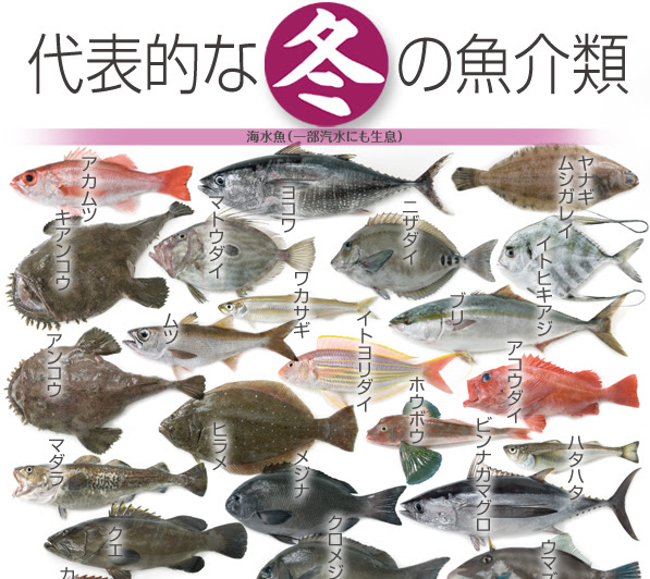 その他 季節の魚 さかなや魚介類図鑑ブログ
