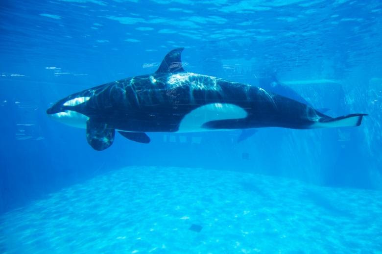 An Orca killer whale is seen underwater at the animal theme park SeaWorld in San Diego, California March 19, 2014. REUTERS/Mike Blake