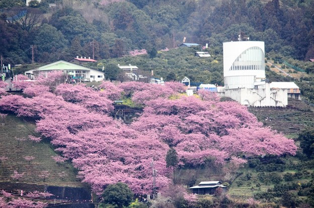 写真 松田山ハーブガーデンは河津桜が満開 写真共有サイト フォト蔵