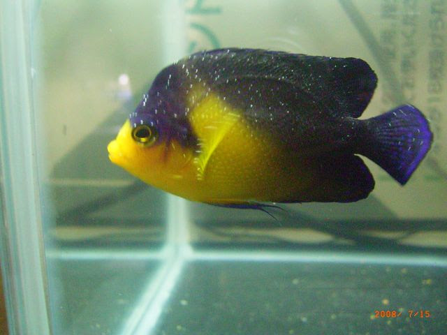 海水魚 わんこ スミレの白点治療