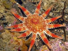 Echinodermata Invertebrates Echinodermata Invertebrates