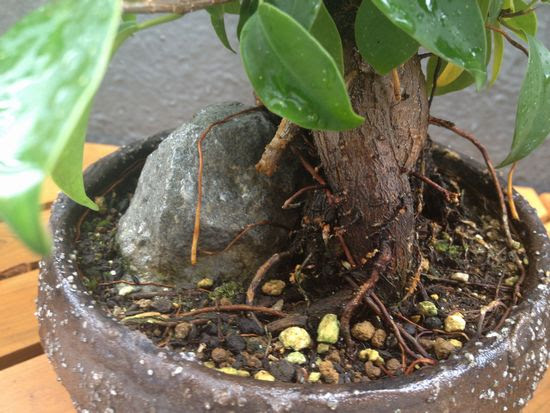 気根も増える ガジュマル盆栽を育てる方法 Banyan Bonsai 観葉植物ブログ緑組 植物の育て方