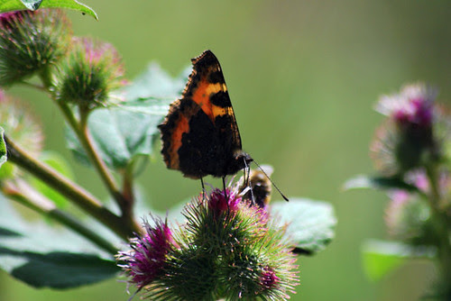 Small Tortoishell 