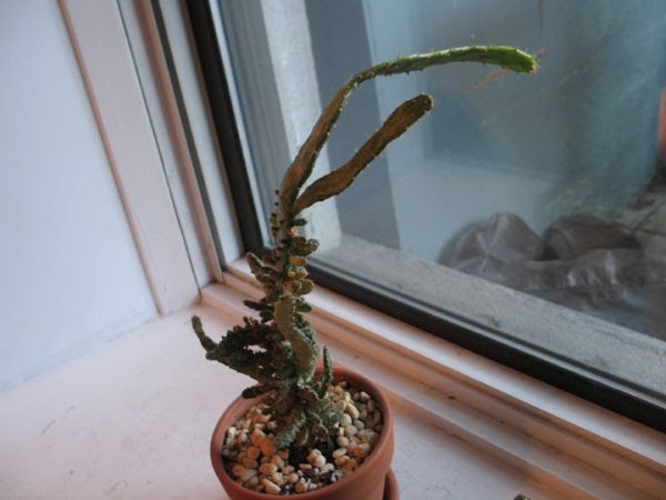 Indoor Cactus leaning - not sure what to do, is it sick ...