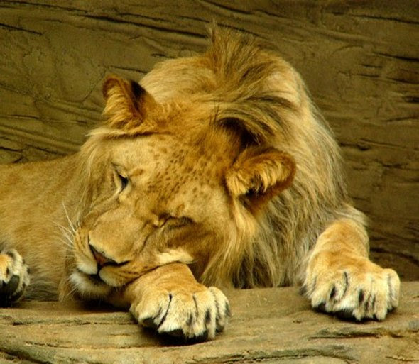 What happens when animals behave like people?