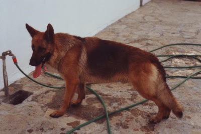 Bultza