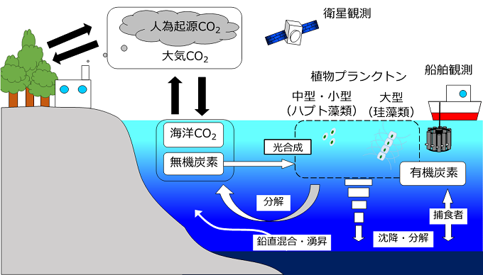 南極海の二酸化炭素吸収 微細藻類の量だけでなく種類が鍵となる 優占群集の違いが夏期の炭素収支を左右していた 年度 国立環境研究所