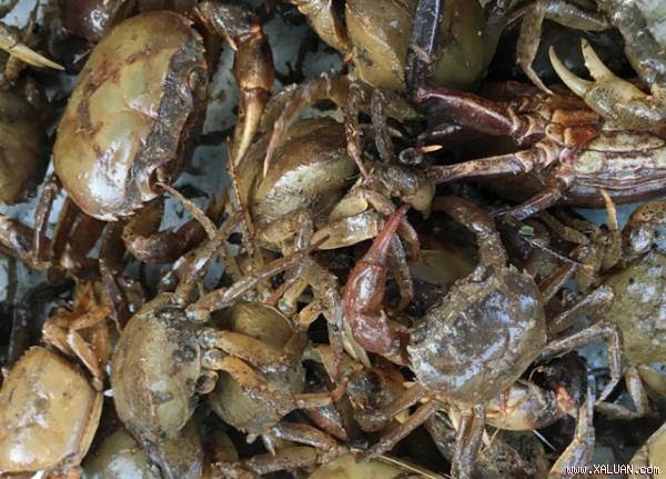  Các bà nội trợ nên chú ý chọn cua sạch, tươi ngon, tránh mua phải cua bị nhiễm bẩn.