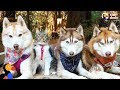 Meilleure collection chat husky canadien 345667