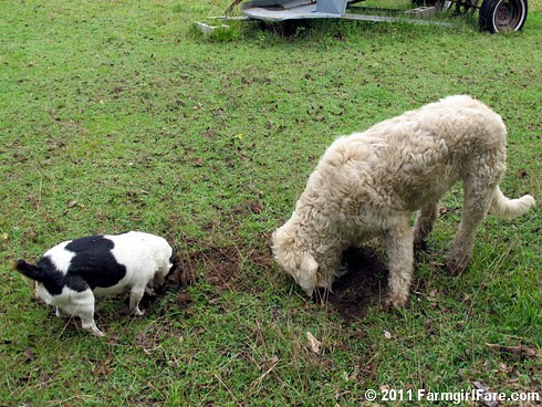 Bert and Marta on the Mole Patrol 1 - FarmgirlFare.com