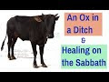 Sabbath Keeping - An Ox in a Ditch and Healing on the Sabbath