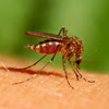 NCP for DHF - Dengue Hemorrhagic Fever