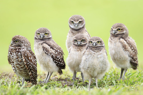 Family by Megan Lorenz