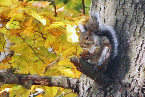 squirrel