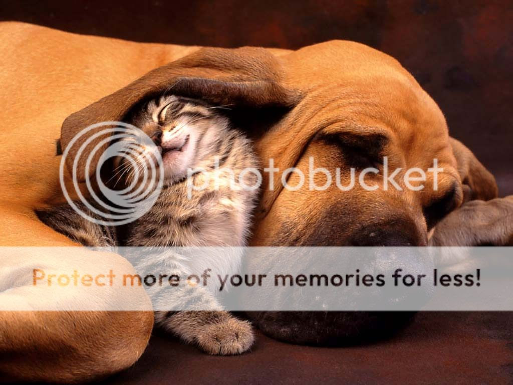 Best Friends Cat And Dog Photo by JC92117 | Photobucket
