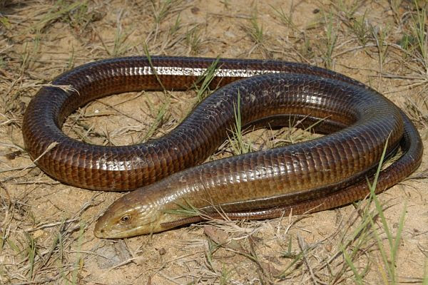 Pseudopus apodus ile ilgili görsel sonucu