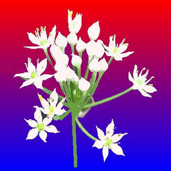 ニラの花 描きたてのイラスト