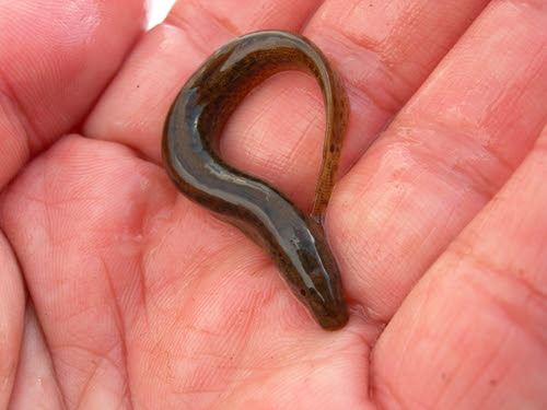 ドジョウの稚魚 飼育方法と与える餌について 熱帯魚 淡水魚 海水魚の図鑑