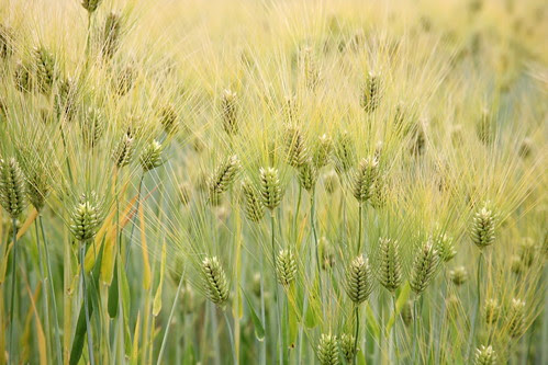 Barley (Hordeum vulgare)