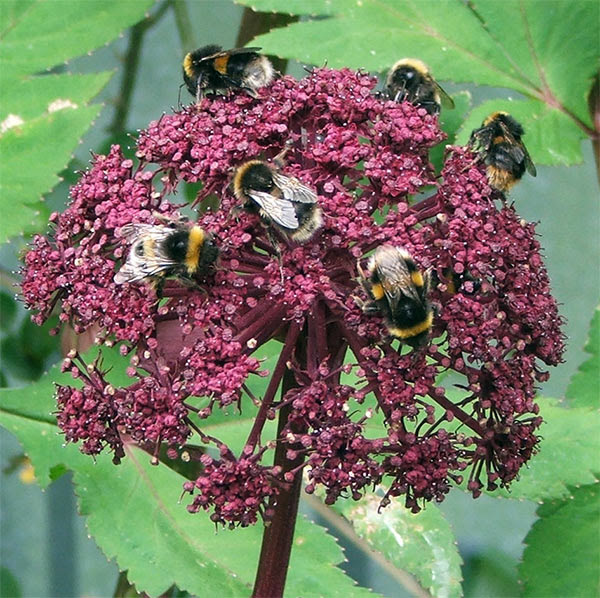 10 types of flowers list Angelica Flower | 600 x 598
