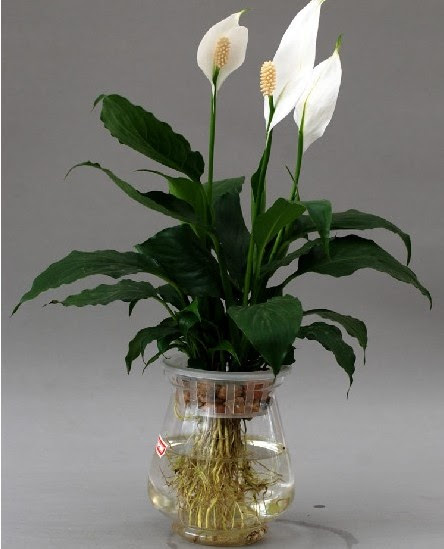 室内水培植物图片 室内水培植物图片画法