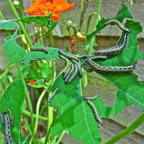 Under Attack ....(232/366) by Irene.B.