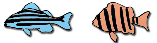 お魚の縞模様 たて と よこ しまなみ海中散歩 しまなみ人