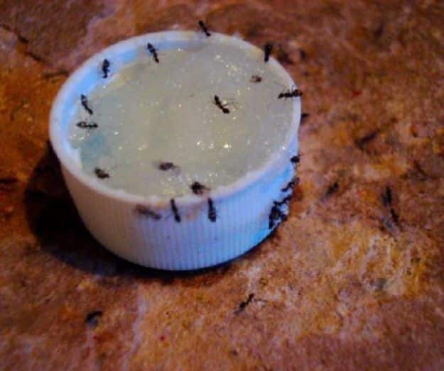 27 Ways to Banish Bugs From Next Barbecue - DIY Joy
