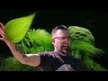 Hair Algae Freshwater Aquarium