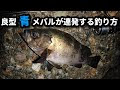 青 メバル 326054-メバル 青