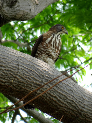 鳳頭蒼鷹/無限台南