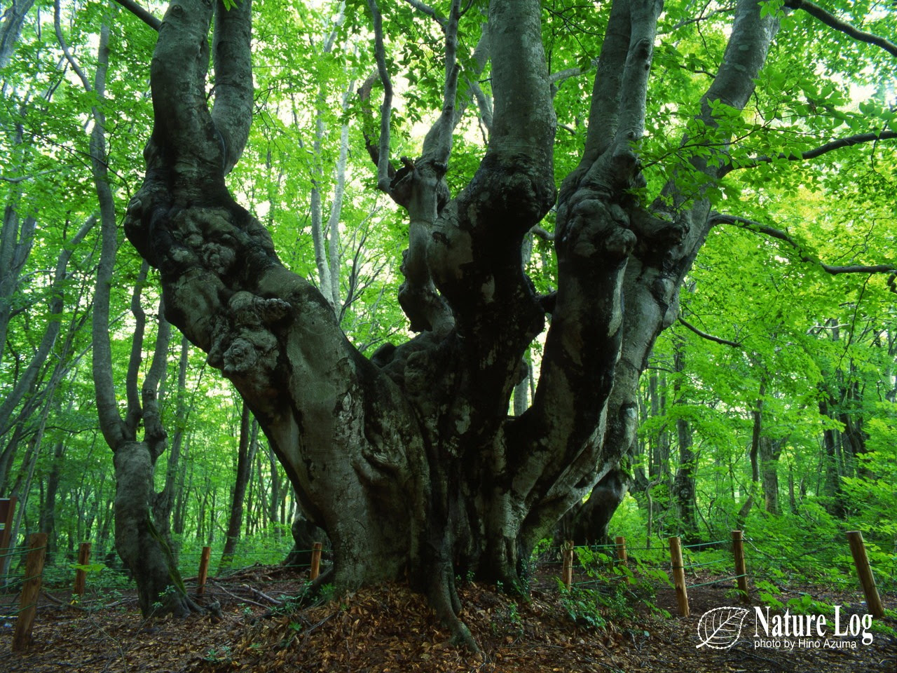 壁紙ギャラリー