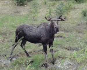 Moose
