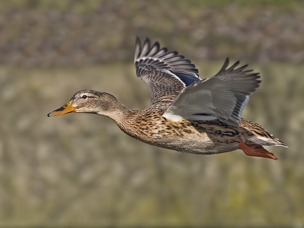 nature photography, view community,