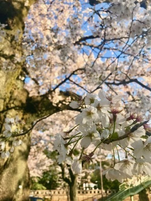 20190405 - 1 (1).jpg