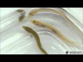 √1000以上 白いドジョウ 395906-白いドジョウ