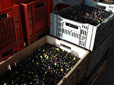 caisses d'olives.jpg