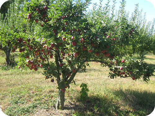 apples 17